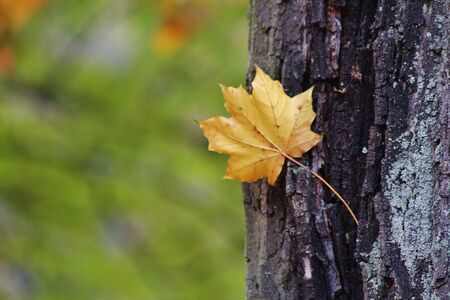 autumn leafの写真素材