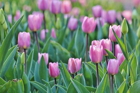 blooming tulipsの写真素材