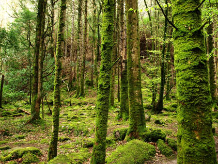 mossy trees at wet old forestの写真素材