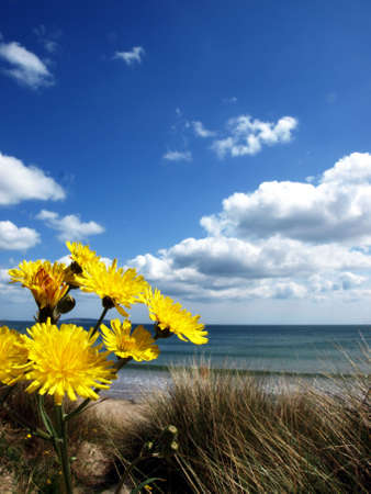 yellow flowers on the beach backgroundの写真素材