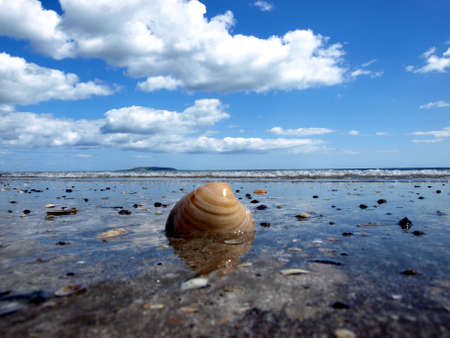 shell at the beach under cloudy skyの写真素材