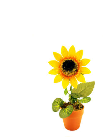 artificial sunflower in the pot         の写真素材
