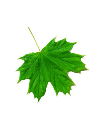 green wet maple leaf on white backgroundの写真素材