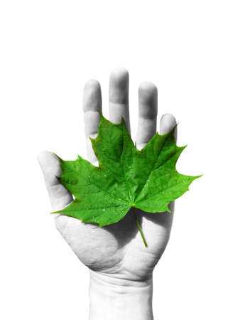 ecology concept. green maple leaf in a hand      の写真素材
