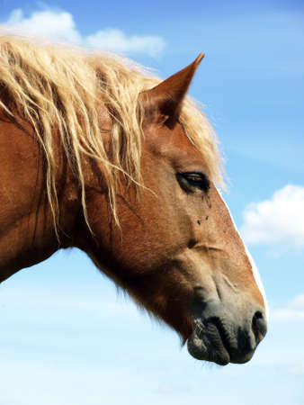 portrait of brown horse with sky background          の写真素材