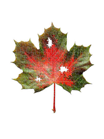puzzle of maple Leaf  isolated on white background