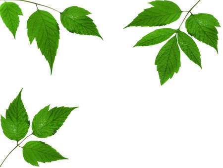 Foliage frame. Green dewy leaves on white background       