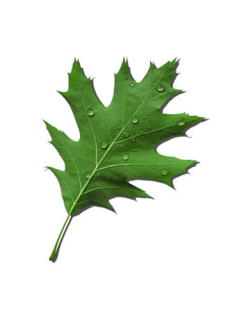 dewy leaf with shadow on white background の写真素材