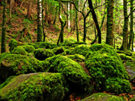 dreamy forest with mossy stones and old trees      の写真素材