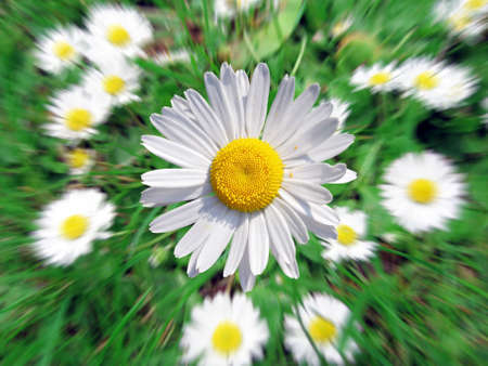 Wild summer daisies  growing in a green meadow        