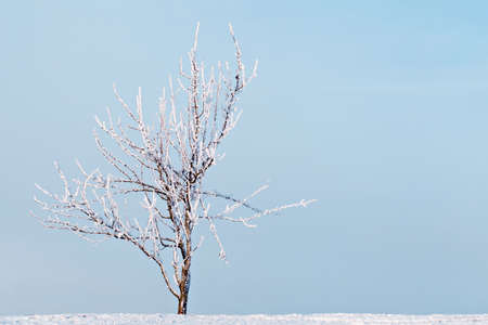 lonely tree in a field at winter seasonの写真素材