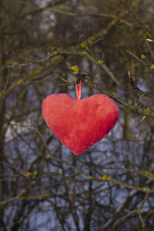 red plushy heart hung on tree branchの写真素材