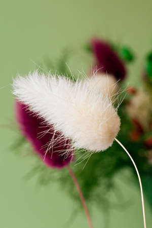 white fluffy plant from dried flowers bouquetの写真素材
