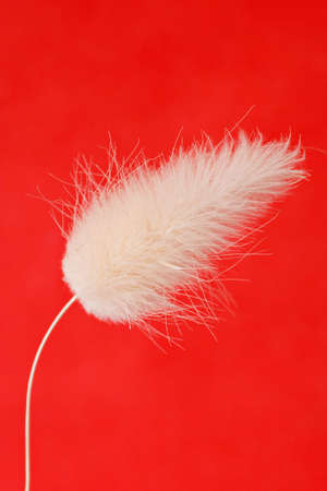 close up of  white fluffy plant ,isolated on red backgroundの写真素材