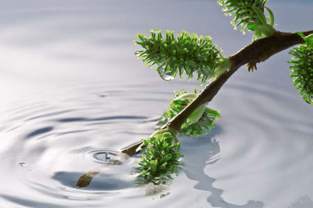  spring season conceptual, plant buds in a  water の写真素材