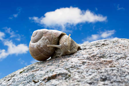 snail  crawling  on the stone against sky backgroundの写真素材