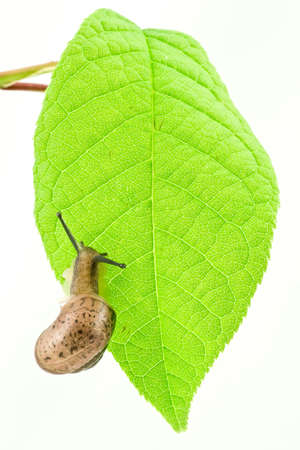 Snail slug on a green bright  leafの写真素材