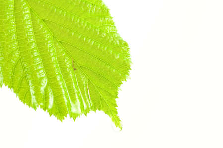 green wet and bright leaf, isolated on white backgroundの写真素材