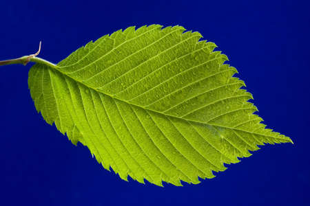 green  bright leaf, isolated on blue backgroundの写真素材