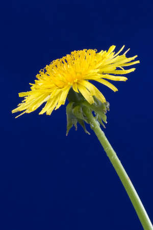  	yellow dandelion isolated over a blue backgroundの写真素材