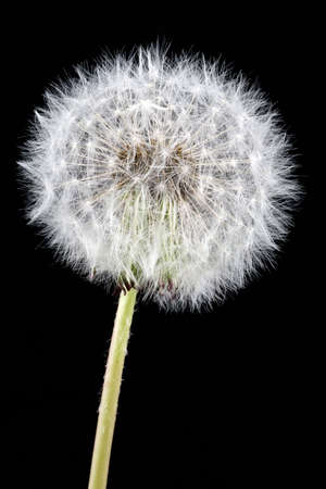 close-up of  white dandelion,on a  black backgroundの写真素材