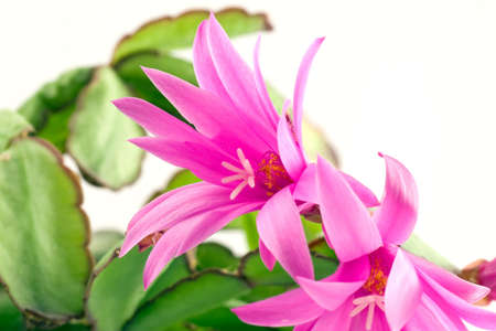 pink christmas cactus  bloom, isolated on whiteの写真素材