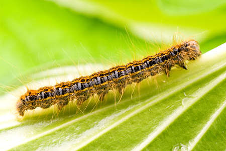  small colorful caterpillar crawling on a green leaf の写真素材