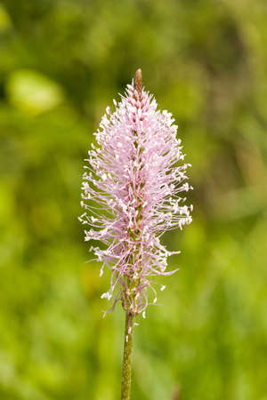 close up of a fragile plant,isolated on blurry green backgroundの写真素材