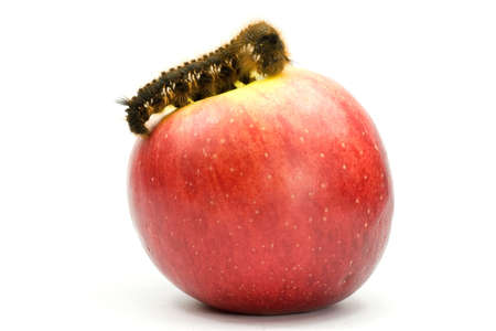   hairy caterpillar on top of a red appleの写真素材
