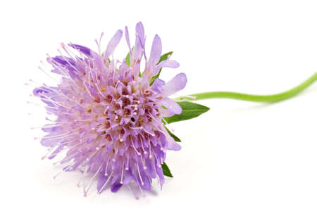 close up of purple flower,isolated on white backgroundの写真素材