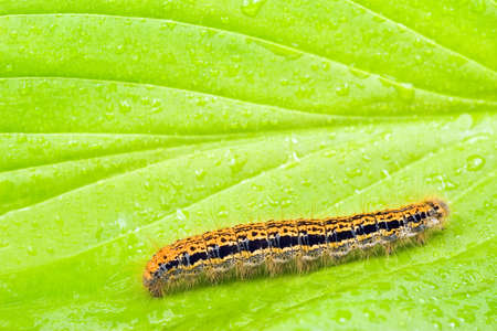 colorful caterpillar crawling on a green wet leafの写真素材