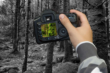 photographer  photographing old forest with digital photo cameraの写真素材