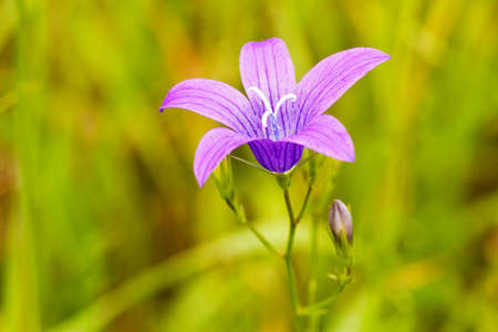 purple flower bloom in a green field. very shallow DOFの写真素材