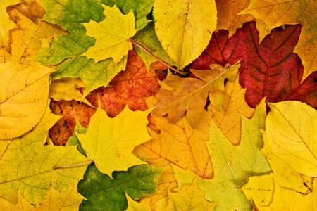 Colorful vivid background of fallen autumn leaves の写真素材