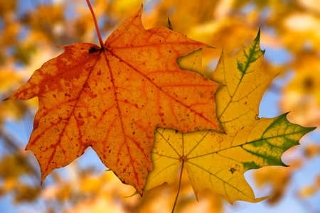 two maple leaves on blurry autumnal backgroundの写真素材