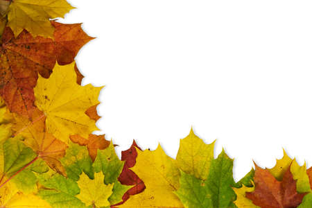 Maple leaves in the corner isolated on white background の写真素材