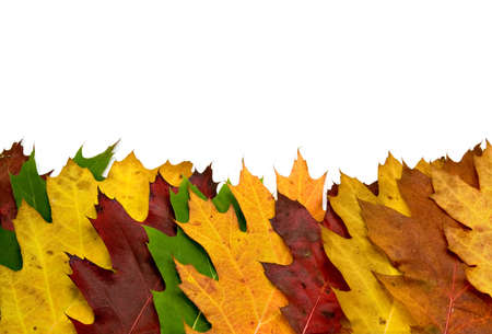colorful vivid maple leaves isolated on white backgroundの写真素材
