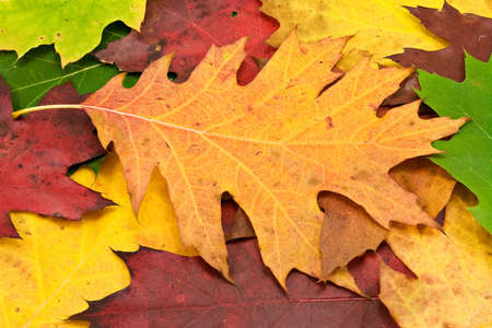 Colorful image of fallen  leaves. Perfect for seasonal use の写真素材