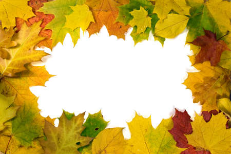 vivid autumnal leaves frame for your text  の写真素材