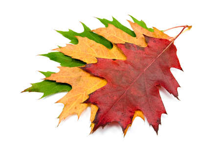 three autumnal maple leaves. isolated on whiteの写真素材
