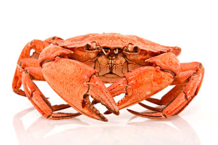 red crab on white background with reflectionの写真素材