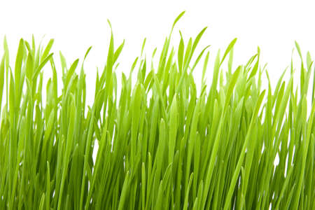 fresh spring green grass isolated on white background