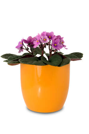 purple flower in a orange pot on white backgroundの写真素材
