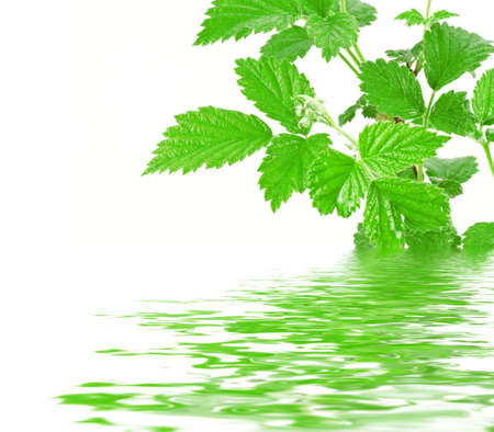 green plant with water reflection on white background.
