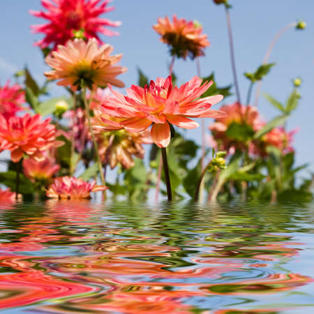 beautiful summer garden flowers with water reflection.の写真素材