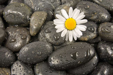 wet black stones and white daisy flower.の写真素材