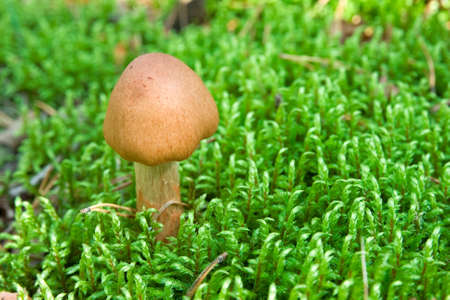 small brown toadstool in a green moss