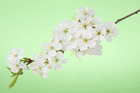 Spring cherry blossom on the green background 