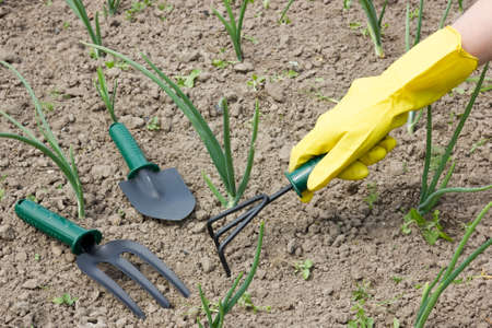 gardening concept  female hand in a glove with garden toolの写真素材