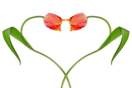 Heart from two tulips, isolated  on a white background の写真素材